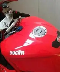 DUCATI 1098 www.actionbike.it - export price - 7