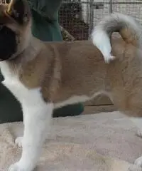 Akita Puppies For Sale - 2