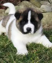 Cuccioli di Akita in vendita