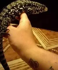 Tegu argentino