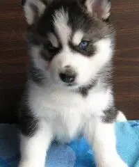 Husky siberiano