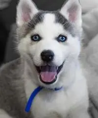 Husky siberiano - 3