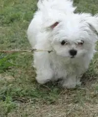 Piccoli cuccioli maltesi