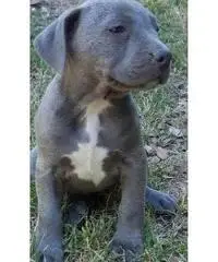 American Staffordshire Terrier Blue con occhi azzurri