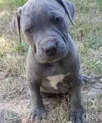 American Staffordshire Terrier Blue con occhi azzurri - 2