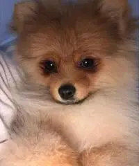 Belli cuccioli di Pomerania disponibili