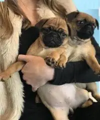 Akc maschio e femmina cuccioli Pug che cercano case per sempre