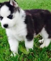 cuccioli di Siberian husky