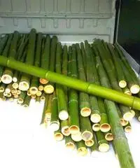 In vendita canne di bambù bambu con diametri da 1 a 10 cm. lunghezza da definire - 3