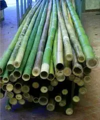 In vendita canne di bambù bambu con diametri da 1 a 10 cm. lunghezza da definire - 6