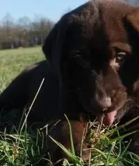 Cucciolo di Labrador marrone, champagne e carbone