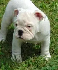 12 weeks old male and female full bread English Bulldog puppies ready to go homes now - 2