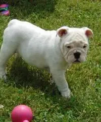 12 weeks old male and female full bread English Bulldog puppies ready to go homes now - 3