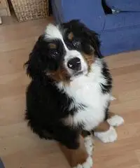 Regalo Cuccioli Bovaro bernese