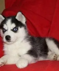 Cuccioli di Siberian Husky per casa libera. - 2