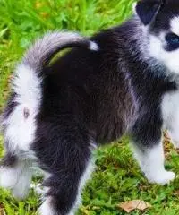 Cuccioli di Siberian Husky per casa libera. - 3