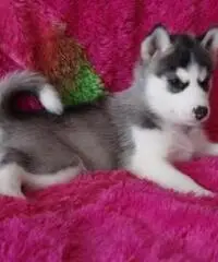 Cuccioli di Siberian Husky per casa libera. - 4