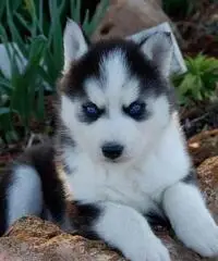 Cuccioli di Siberian Husky per casa libera. - 7