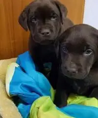 Cuccioli di Typisch labrador con documenti