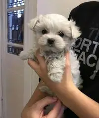 Adorable Teacup Maltese Puppies - 2