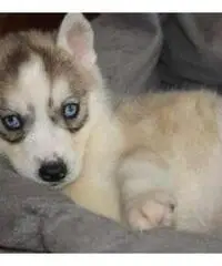 Cute And Adorable Siberian Husky Puppies For Adoption