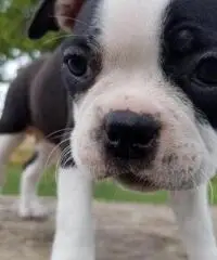 CUCCIOLI DI BOSTON TERRIER FEMMINA E MASCHIO - 2