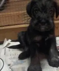 CUCCIOLI SCHNAUZER  NERO DISPONIBILI - 2