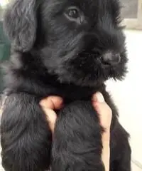 CUCCIOLI SCHNAUZER  NERO DISPONIBILI - 3