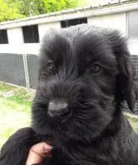 CUCCIOLI SCHNAUZER  NERO DISPONIBILI - 4