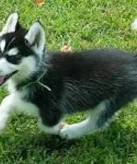 Cuccioli di siberian husky