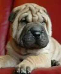 CUCCIOLI SHAR PEI CON PEDIGREE - 3