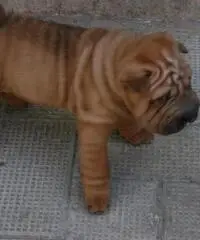 CUCCIOLI SHAR PEI CON PEDIGREE - 4