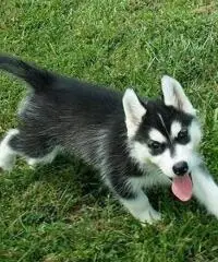 Abbiamo dei bellissimi cuccioli di Siberian Husky - 2