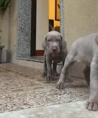 BRACCO DI WEIMAR WEIMARANER CUCCIOLI