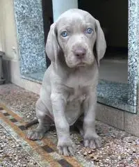 BRACCO DI WEIMAR WEIMARANER CUCCIOLI - 2