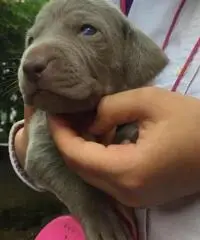 BRACCO DI WEIMAR WEIMARANER CUCCIOLI - 4