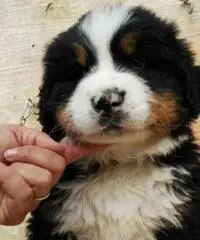 BELLISSIMI CUCCIOLI DI BOVARO DEL BERNESE