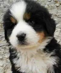 BELLISSIMI CUCCIOLI DI BOVARO DEL BERNESE - 2