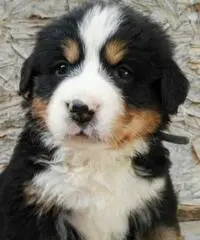 BELLISSIMI CUCCIOLI DI BOVARO DEL BERNESE - 3