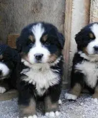 BELLISSIMI CUCCIOLI DI BOVARO DEL BERNESE - 4