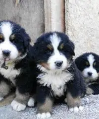 BELLISSIMI CUCCIOLI DI BOVARO DEL BERNESE - 5