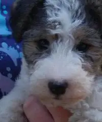 FOX TERRIER A PELO RUVIDO CUCCIOLI