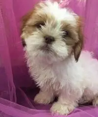 Simpatici cuccioli di Lhasa Apso disponibili - 3