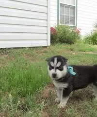 Abbiamo dei bellissimi cuccioli di Siberian Husky