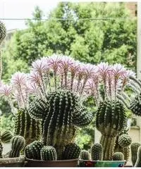 CACTUS Equinopsis multi Fiori grandi belli e profumati !