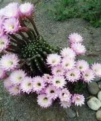 CACTUS Equinopsis multi Fiori grandi belli profumati ! - 3