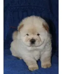 Cuccioli di chow chow