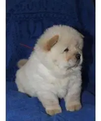 Cuccioli di chow chow - 2