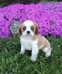 akc cavalier king charles - 2