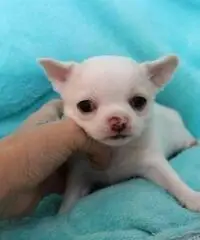 chihuahua